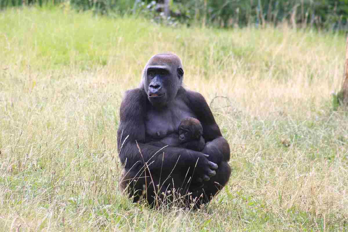 Gorilla cucciolo e mamma