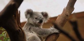 Esemplare di Koala