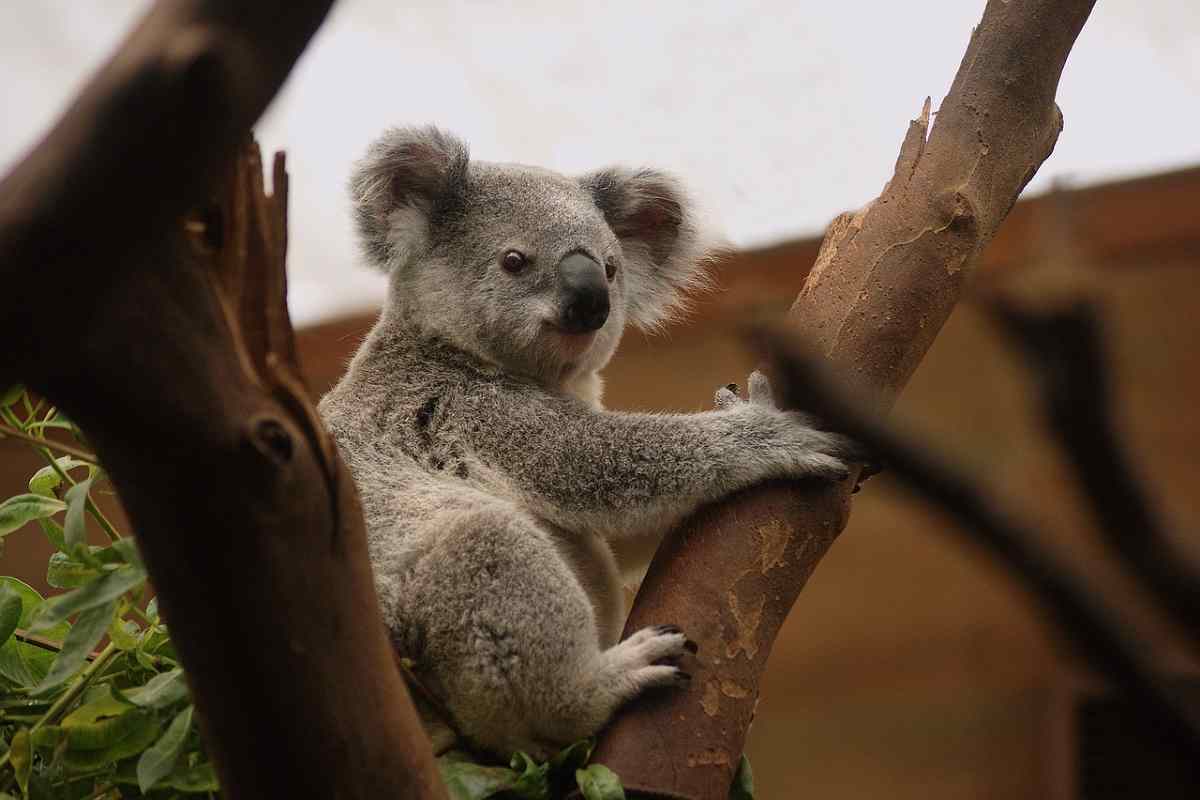 Esemplare di Koala