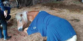 Maltempo Bologna cavallo