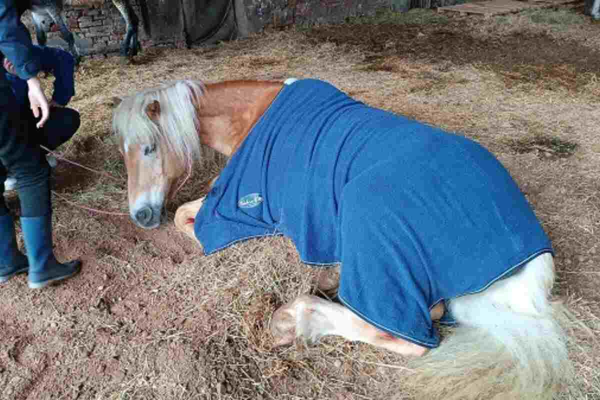 Maltempo Bologna cavallo