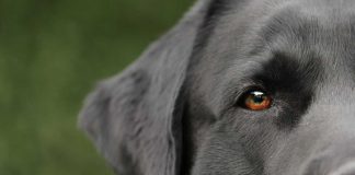 Cani e maltrattamenti