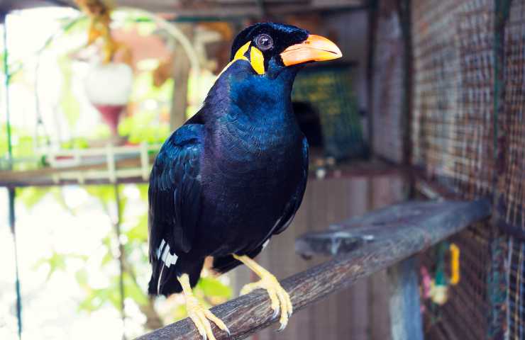 acquistare una gracula religiosa cosa sapere