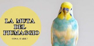 cambio piume pappagalli uccellini domestici