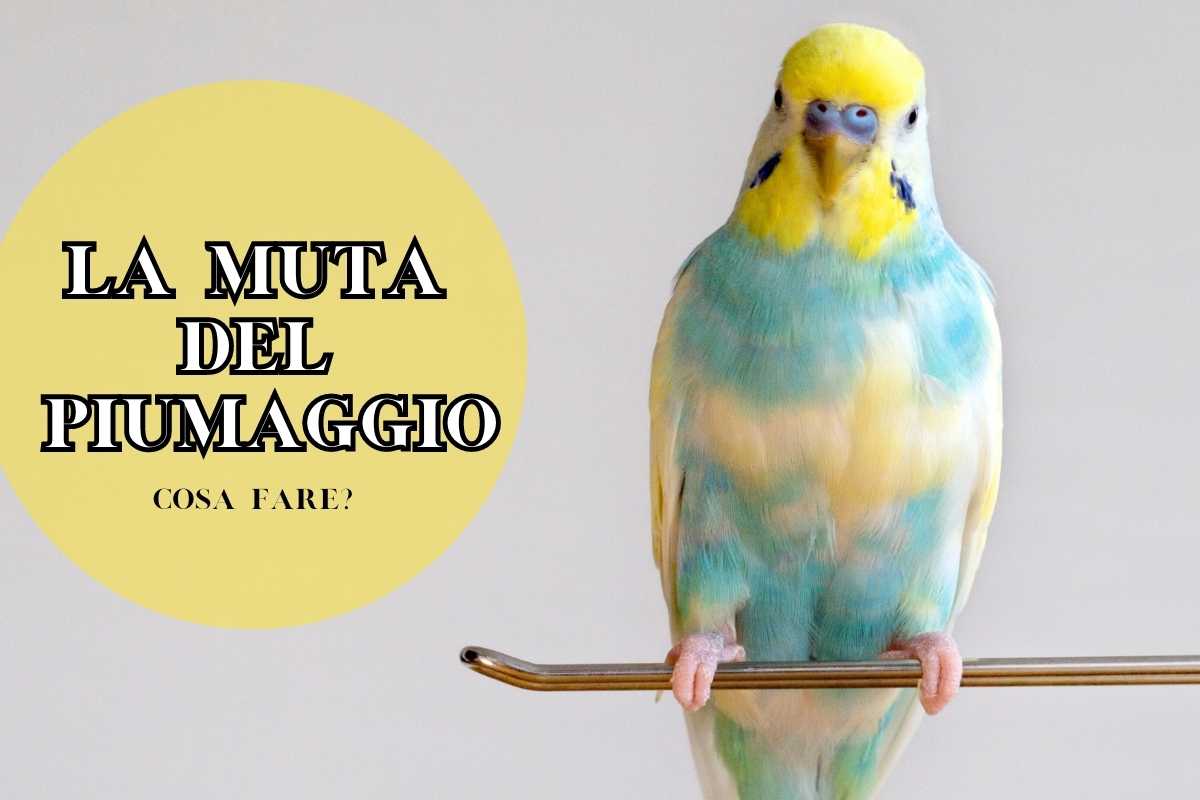 cambio piume pappagalli uccellini domestici