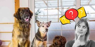 pensione per cani come scegliere quella giusta