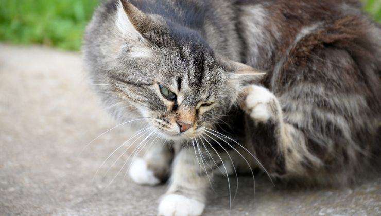 gatto domestico pericolo insetti