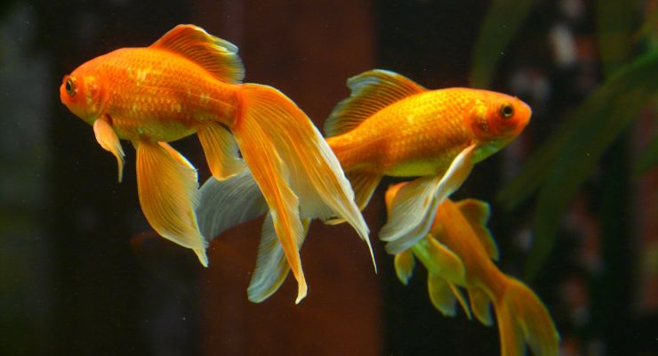 Pesce rosso: i segreti per cambiare l'acqua