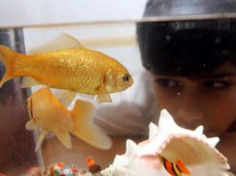 Pesce rosso: i segreti per cambiare l'acqua