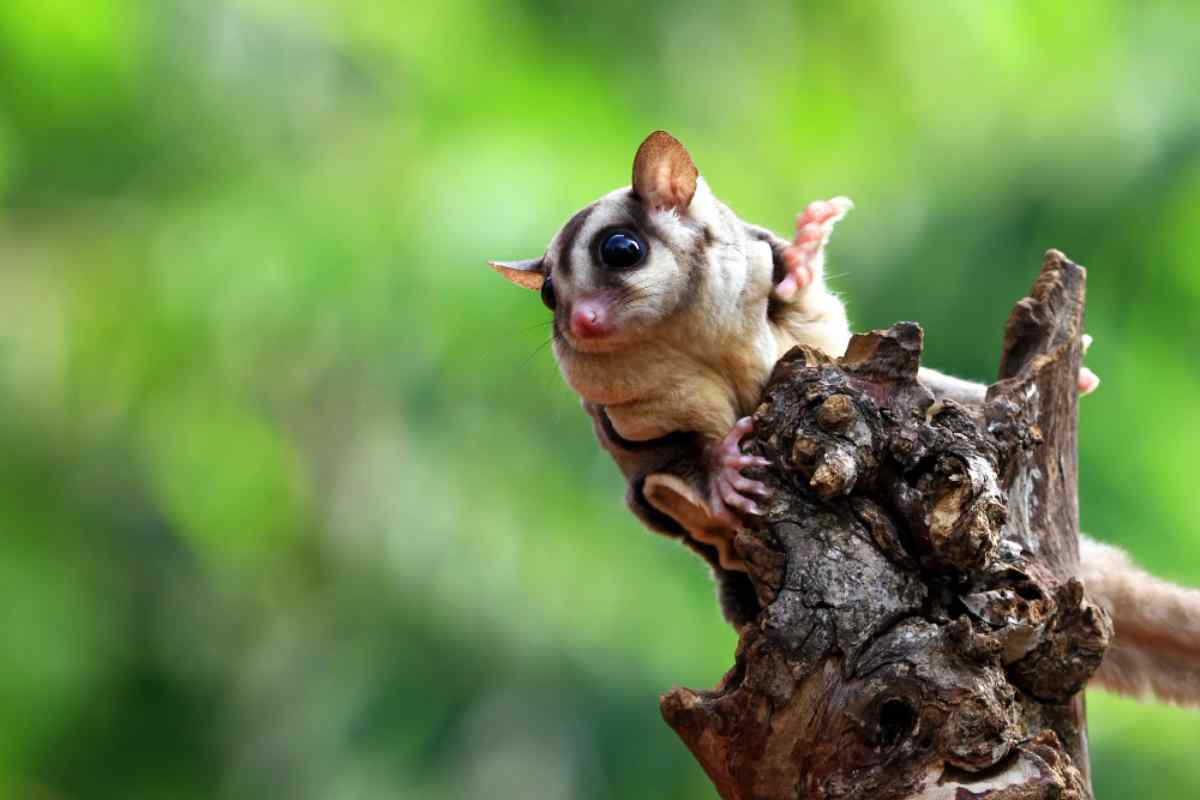 Cosa devi sapere per adottare un petauro da zucchero