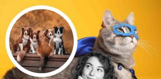 gatto 5 superpoteri caratteristiche
