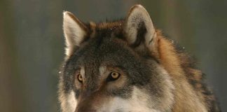 Lupo, predatori Italia
