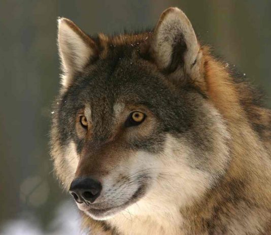 Lupo, predatori Italia
