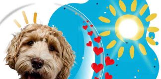 proteggere cane in estate consigli