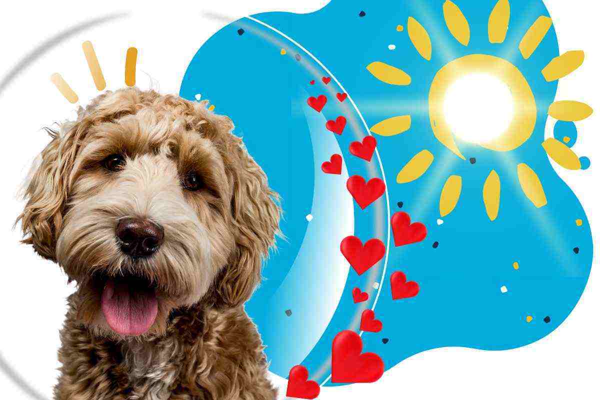 proteggere cane in estate consigli