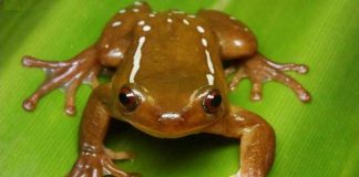 Rana specie Xenohyla