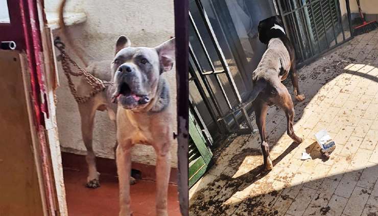 Oipa sequestro Pitbull e cane Corso