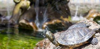 tartaruga d'acqua dolce come prendersene cura cibo acquario