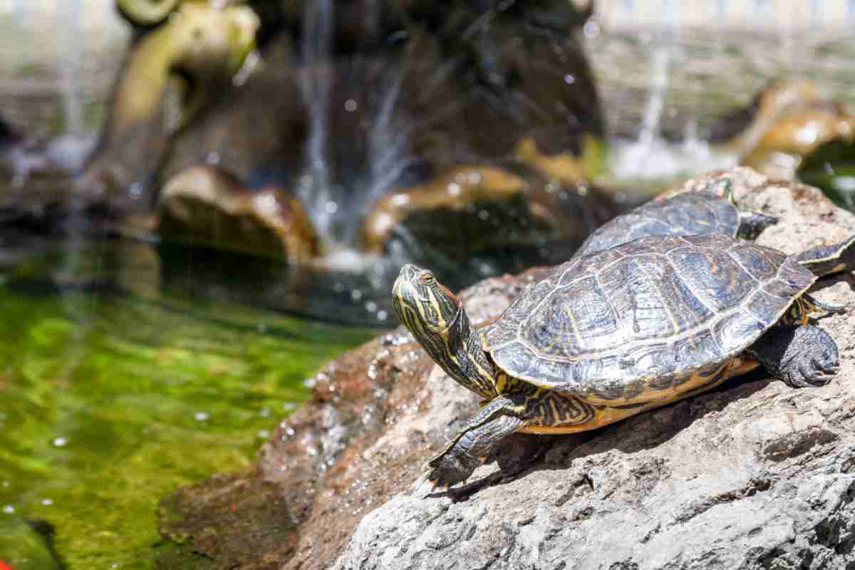 tartaruga d'acqua dolce come prendersene cura cibo acquario