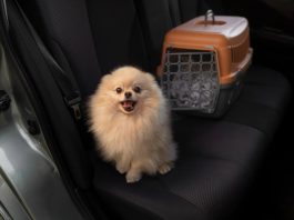 Viaggi in auto con il cane regole