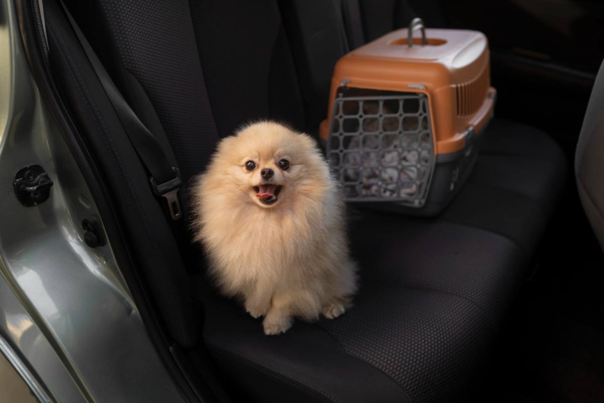 Viaggi in auto con il cane