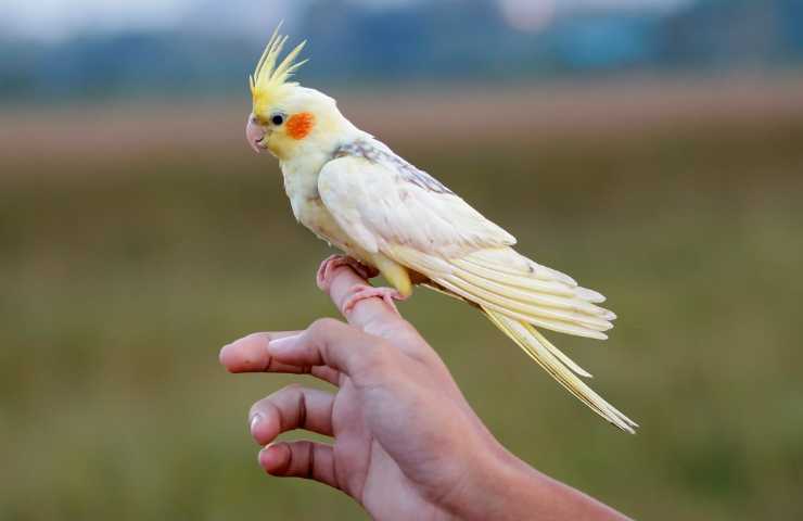 cambio piume pappagalli uccellini domestici