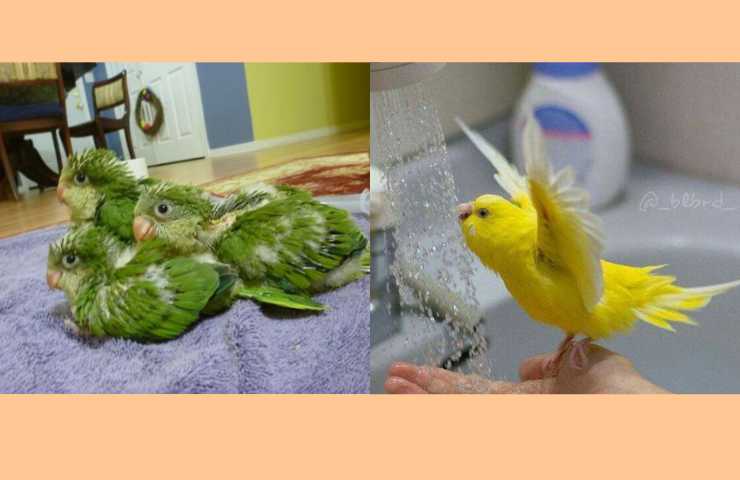 cambio piume uccelli domestici