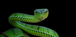 vipera serpente differenza come riconoscerle