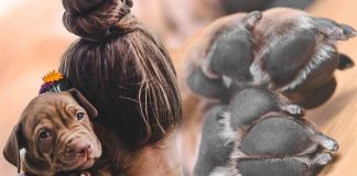 come pulire zampette cane metodo consigli