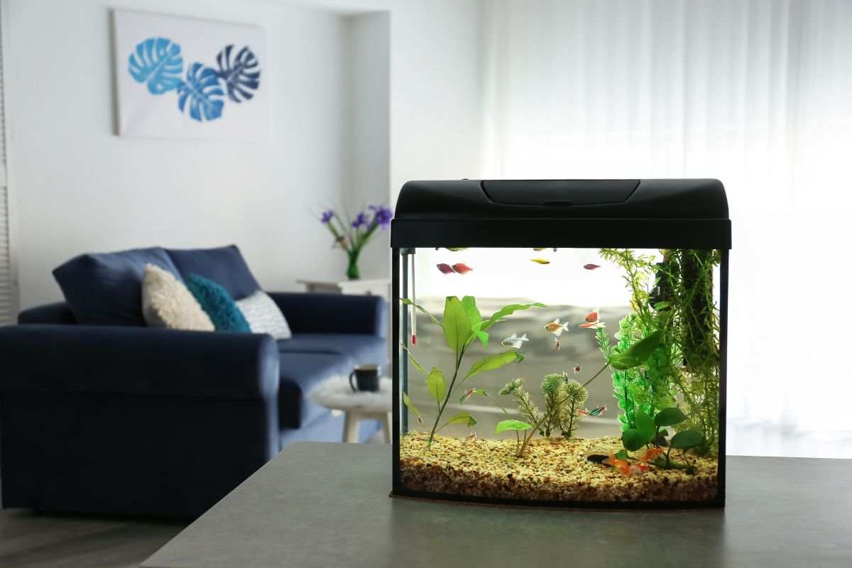 Acquario come si crea a casa