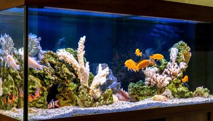 Acquario domestico come crearlo