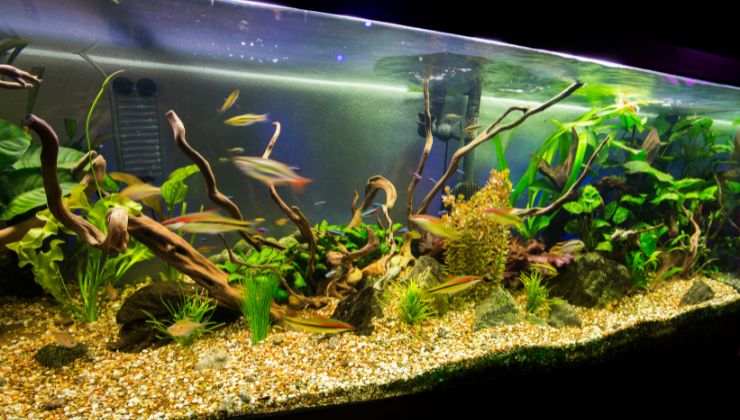 Come allestire un acquario