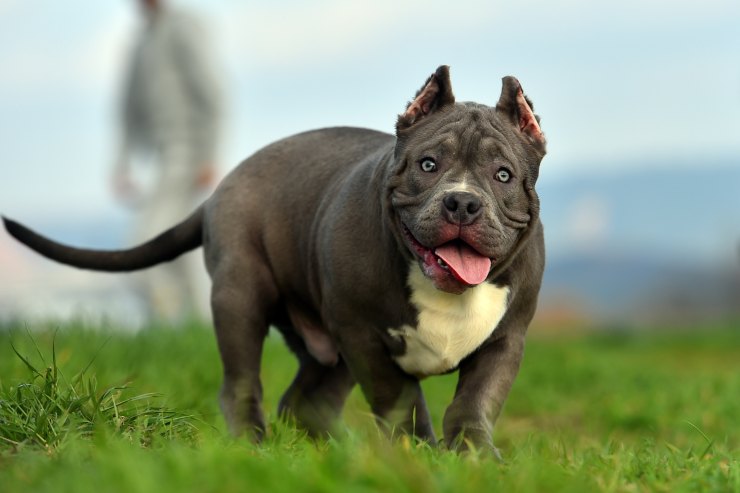 American Bully sul prato