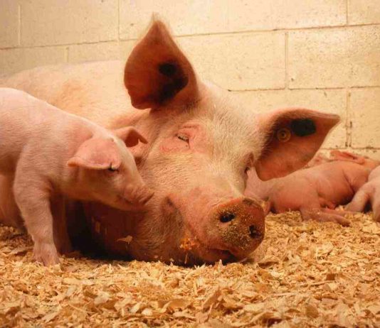 Gli animali più intelligenti