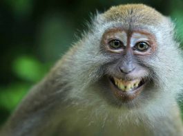 Animali mancini quali sono curiosità