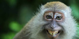 Animali mancini quali sono curiosità