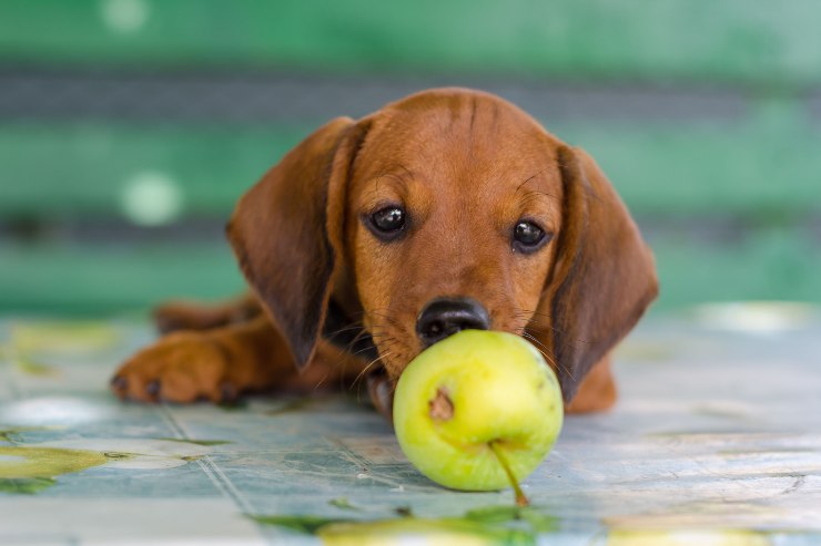 vivacità Cane di piccola taglia aggressività