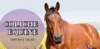 coliche cavallo