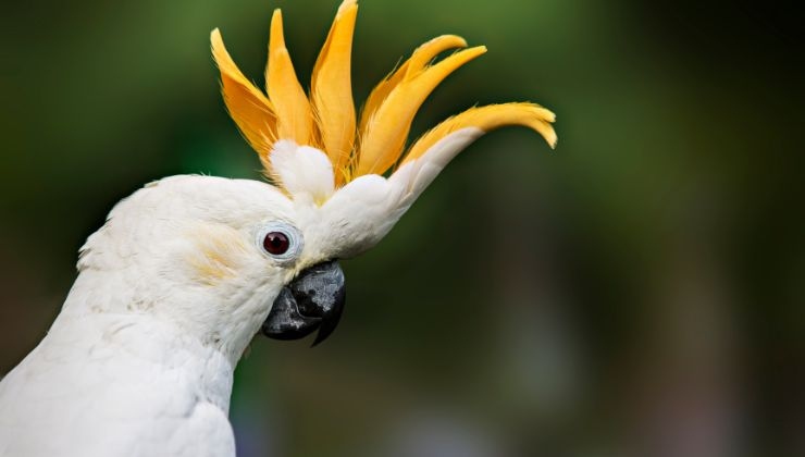 Pappagallo cacatua come allevarlo cosa mangia