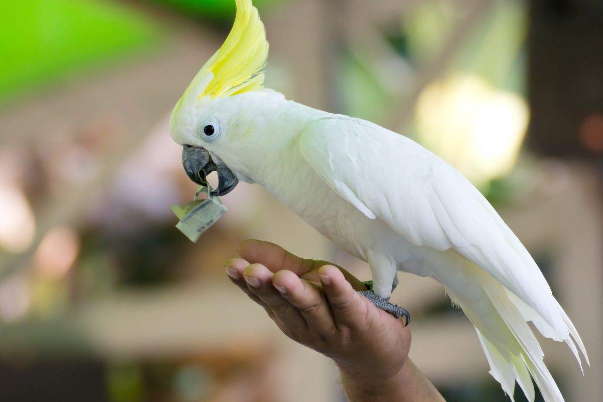 Pappagallo cacatua come allevarlo cosa mangia