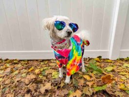 Cani vip personaggi famosi