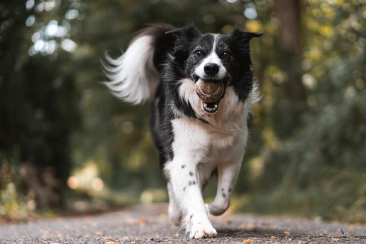 Problemi e infiammazioni della coda del cane