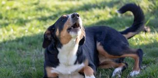 Il cane abbaia: come educarlo