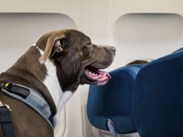 Quali compagnie aeree sono pet-friendly