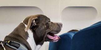 Quali compagnie aeree sono pet-friendly