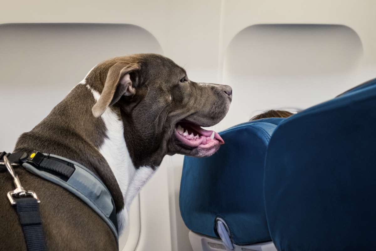 Quali compagnie aeree sono pet-friendly