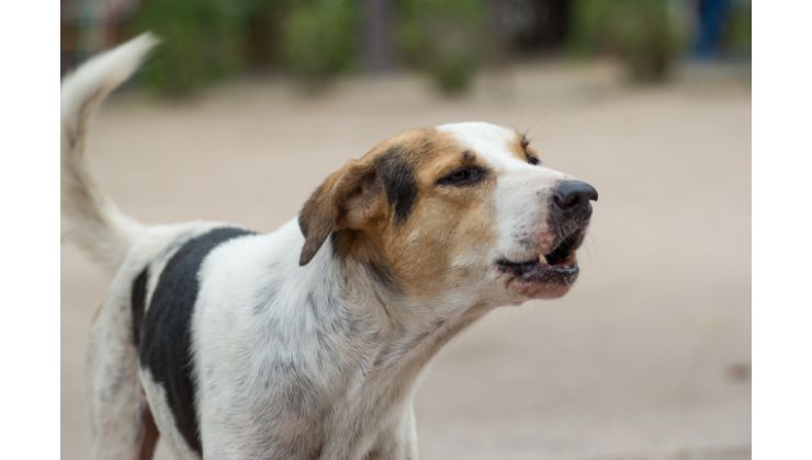 Cane che abbaia legge condominio regole