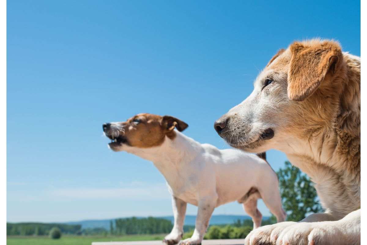 Cane che abbaia legge condominio