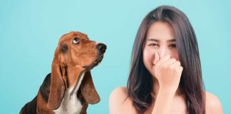 cattivo odore cane cause e soluzioni
