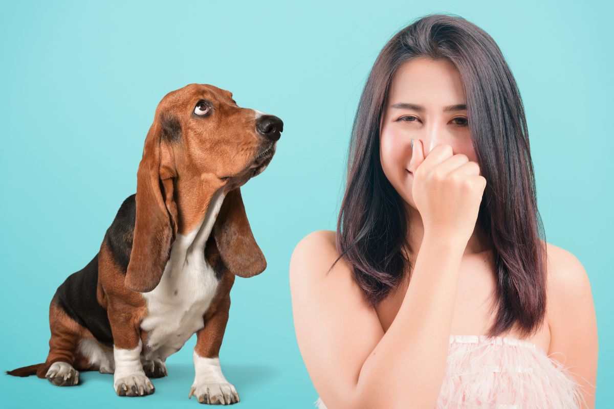 cattivo odore cane cause e soluzioni